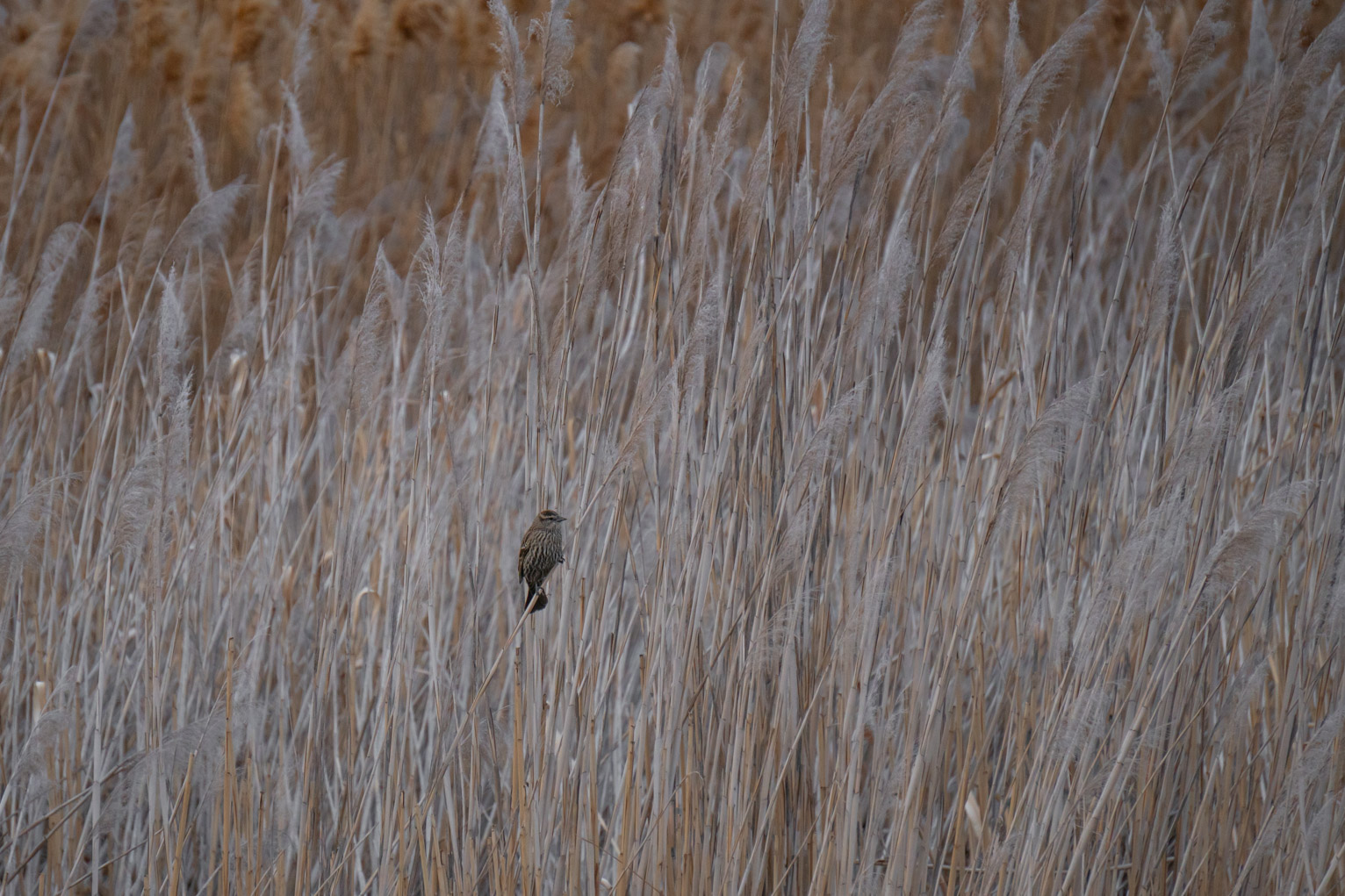 A streaky Redwing Blackbird perches in the reedy grass